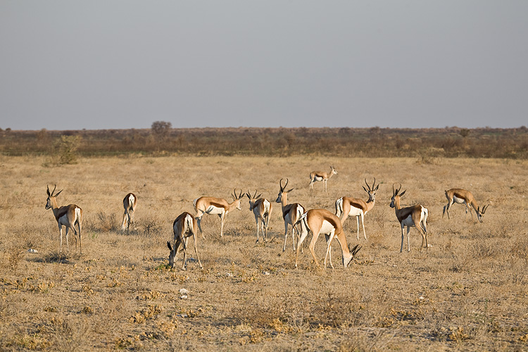Springbok