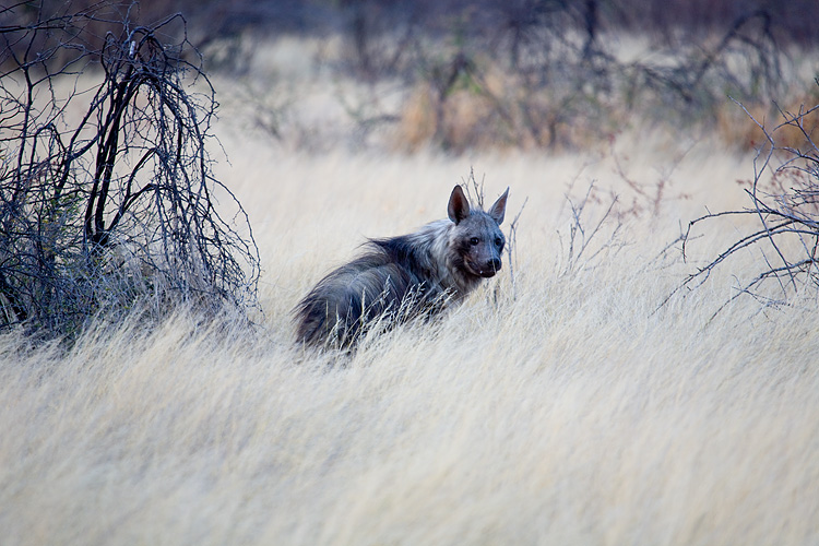 Brown Hyena