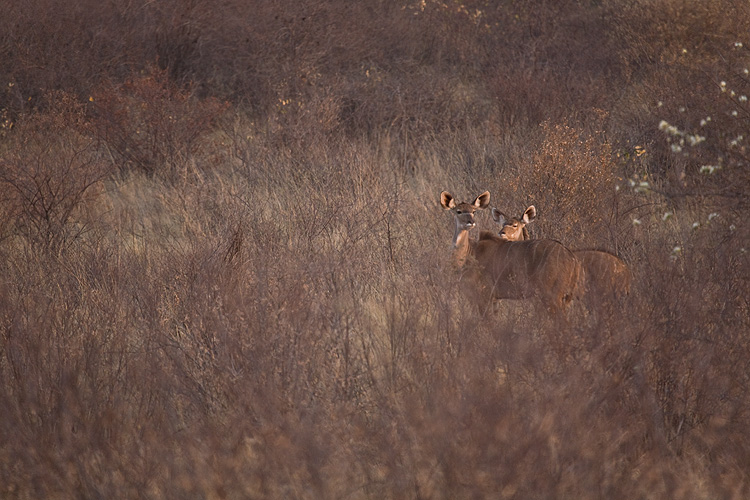 Female Kudu