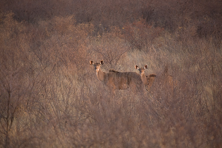 Kudu