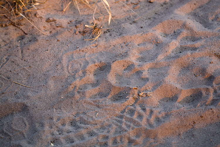 Lion spoor