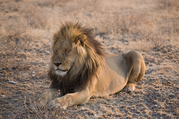 Lion