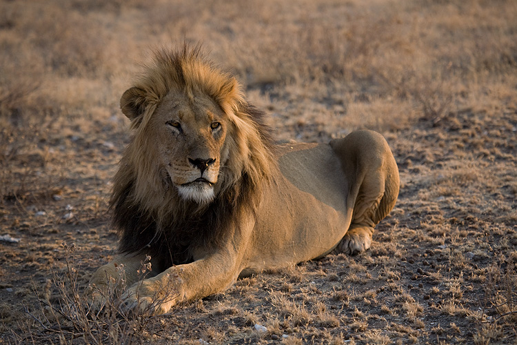 Lion