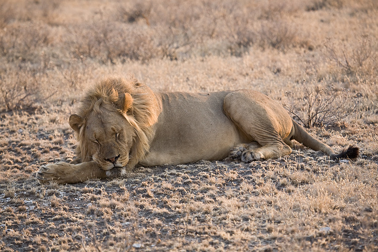 Lion