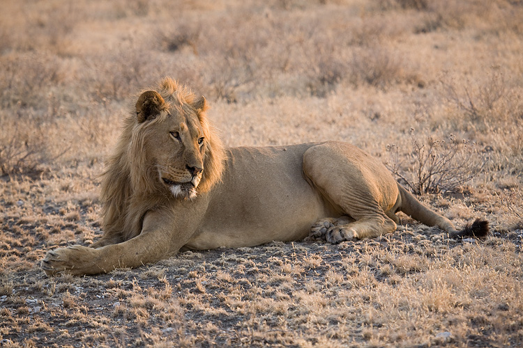 Lion