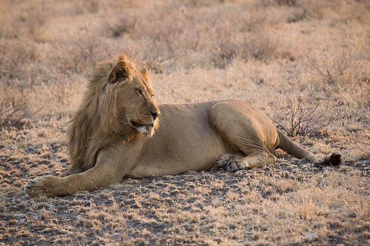 Lion