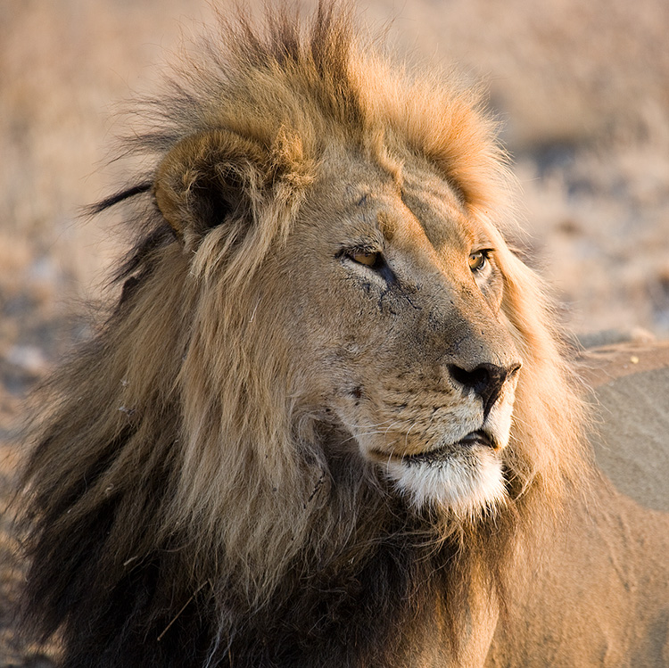 Lion