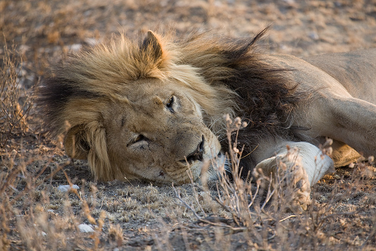 Lion