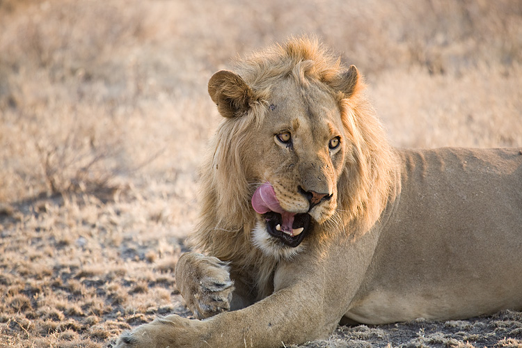 Lion