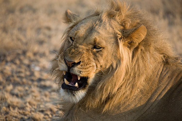 Lion