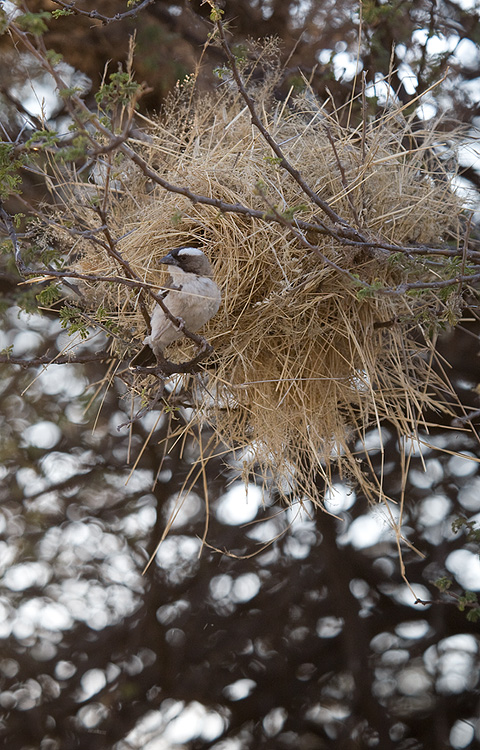 White-browed Sparrow-weaver