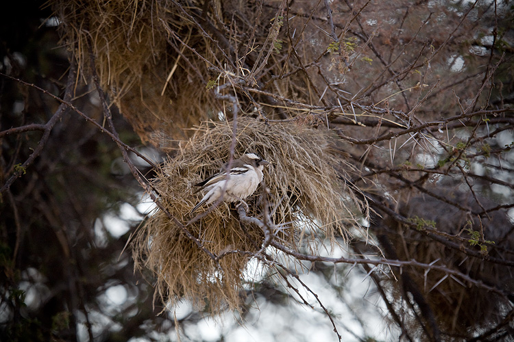 White-browed Sparrow-weaver