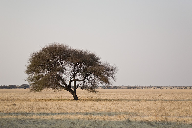 Lone Tree