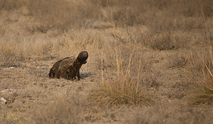 Honey Badger