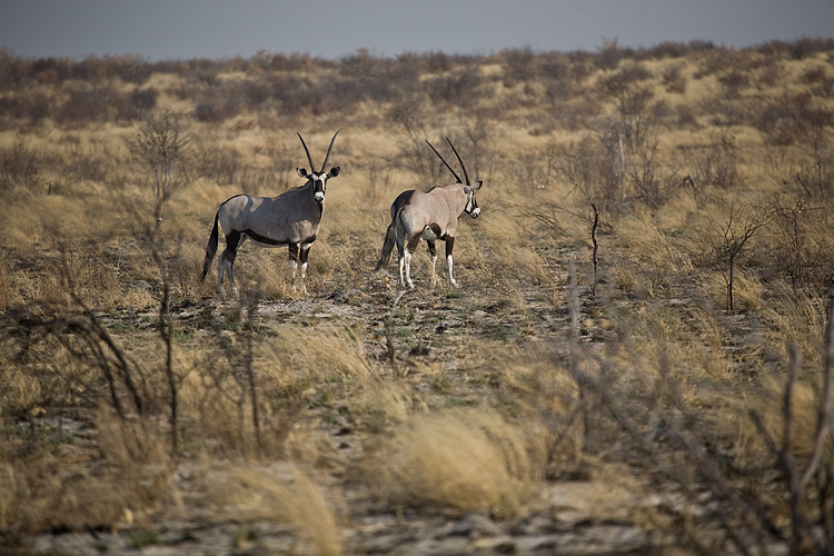 Oryx / Gemsbok