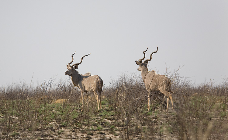 Male Kudu