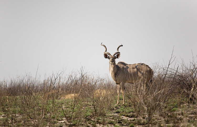 Kudu