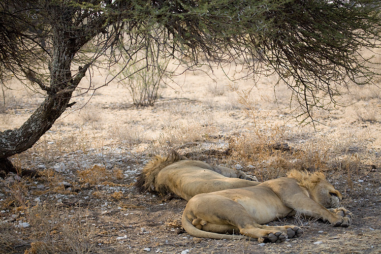 Lazy Lions