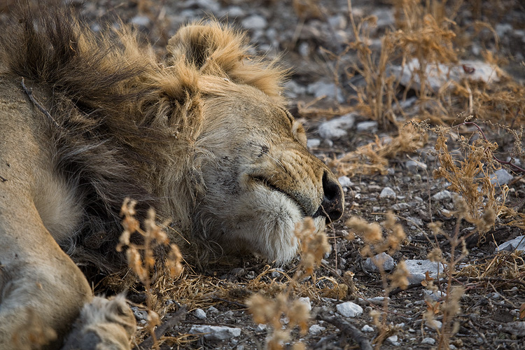 Sleepy Lions