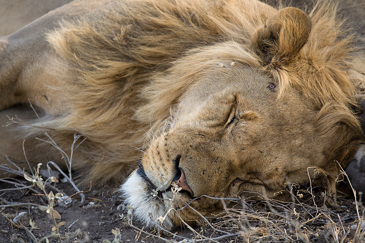 Sleepy Lion