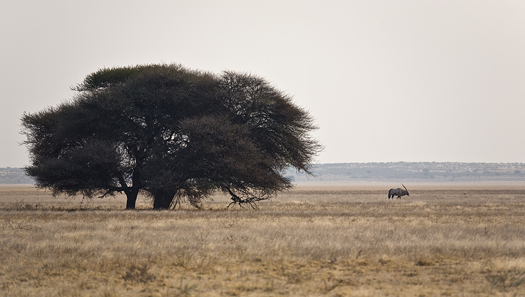 Lone Oryx