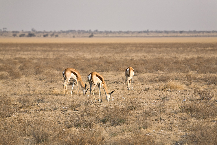Springbok