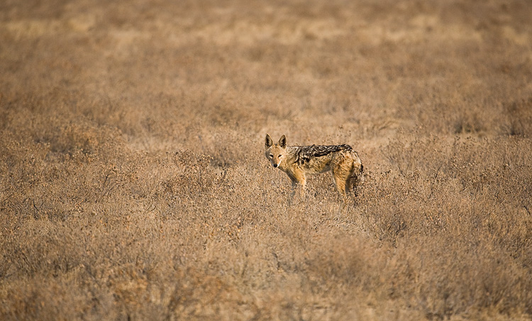 Black backed Jackal