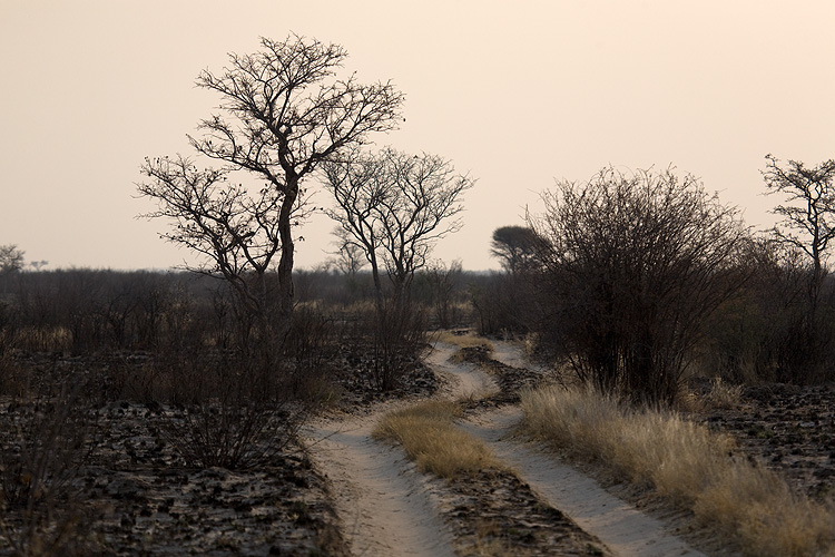 Kalahari