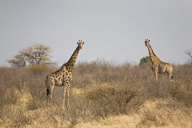 Giraffes