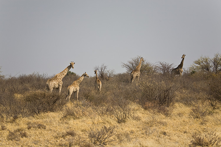 Giraffes