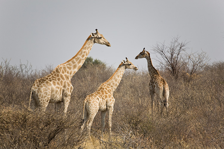Giraffes