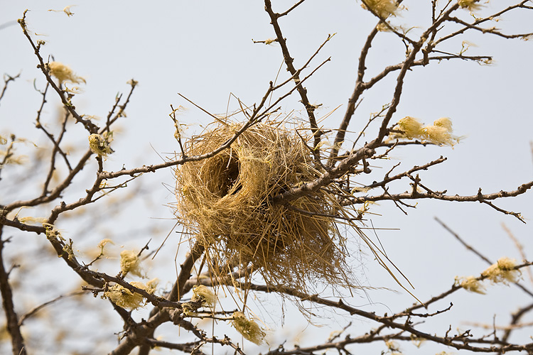 Weaver nest
