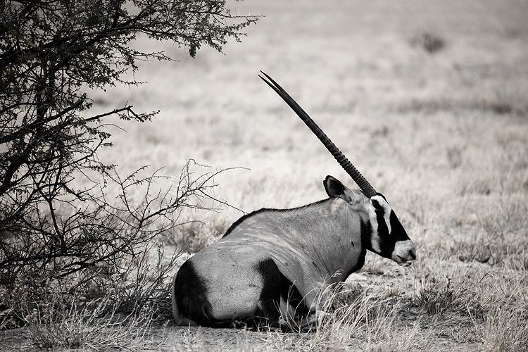 Oryx