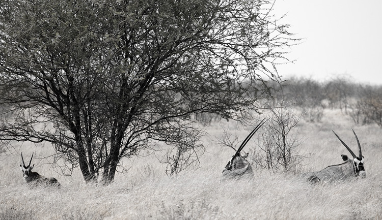 Oryx