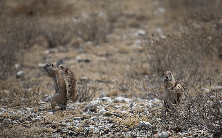 Ground Squirrels