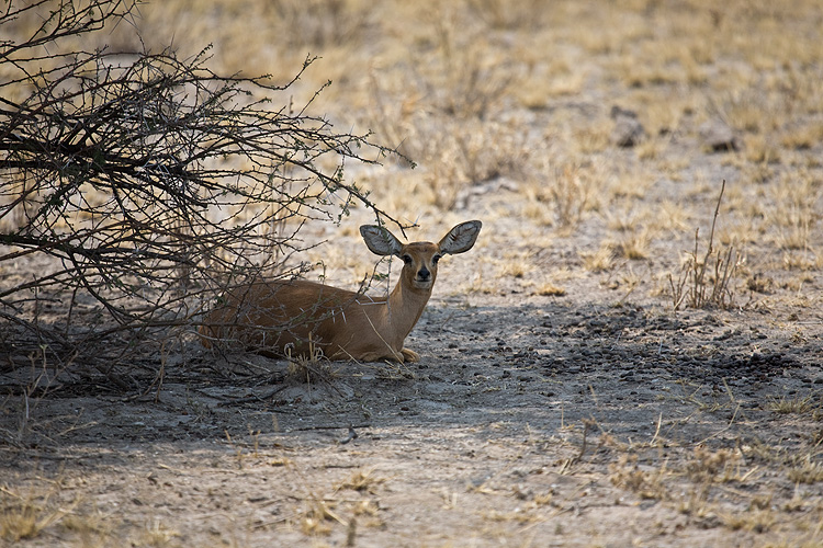 Steenbok
