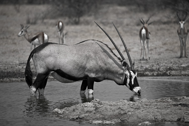 Oryx