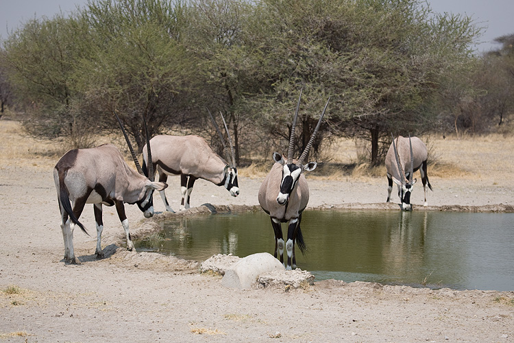 Oryx