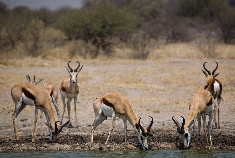 Springbok