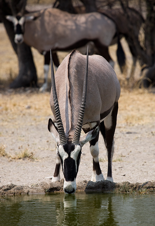 Oryx