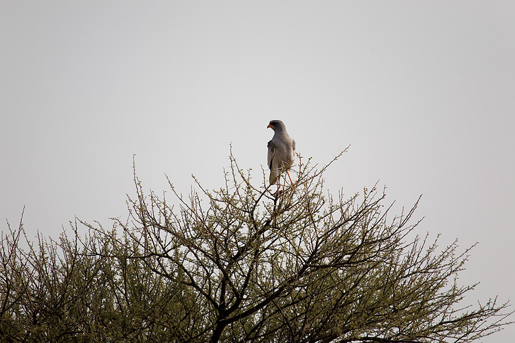 Southern Pale Chanting Goshawk