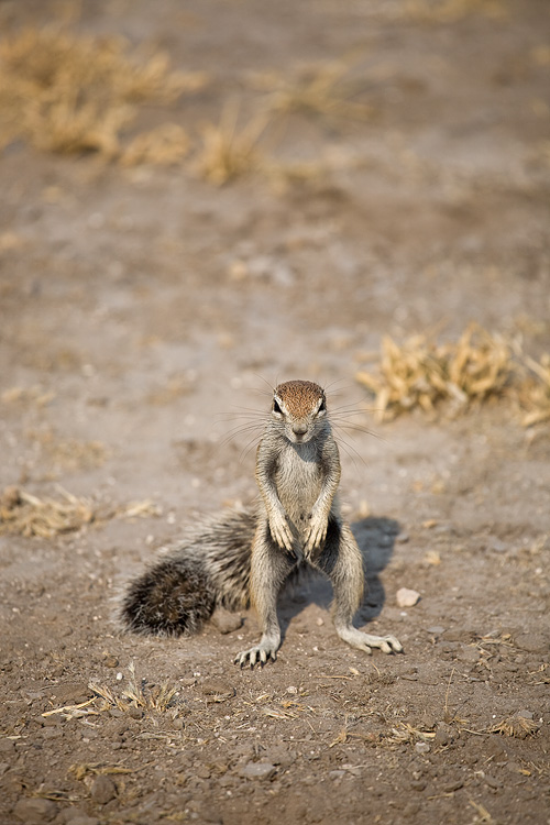 Ground Squirrels