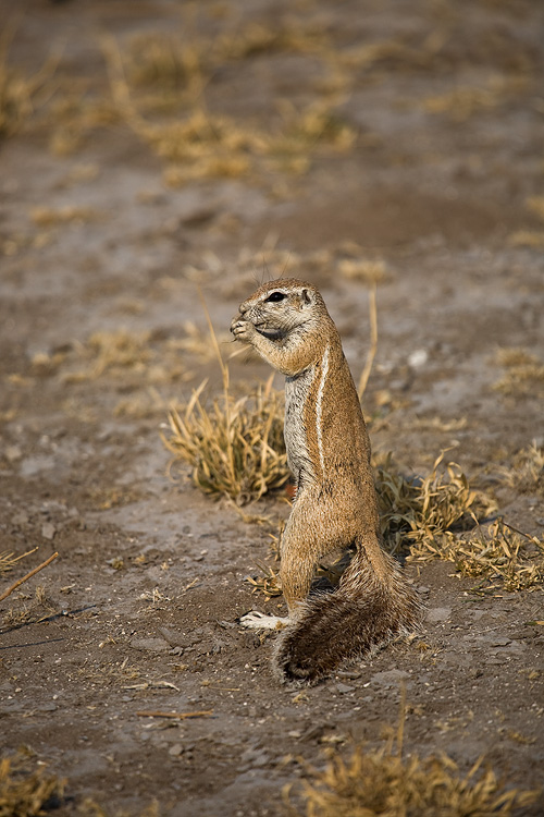 Ground Squirrels