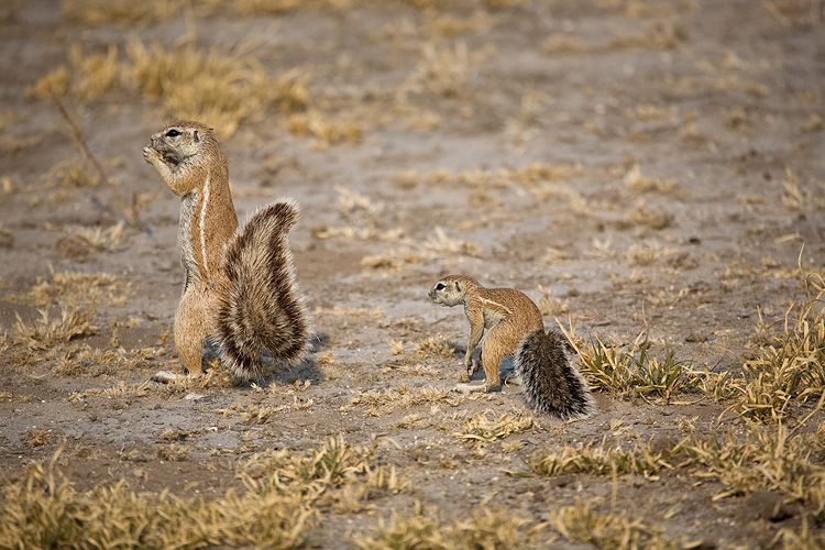 Ground Squirrels