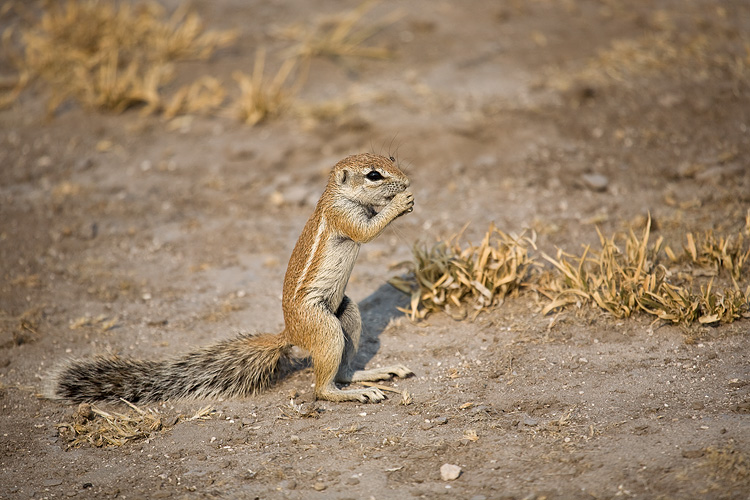 Ground Squirrels