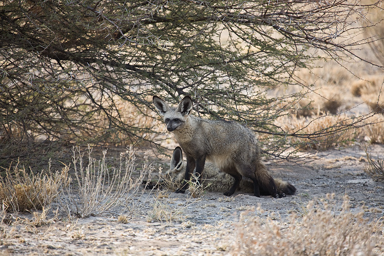 Bat-eared Fox
