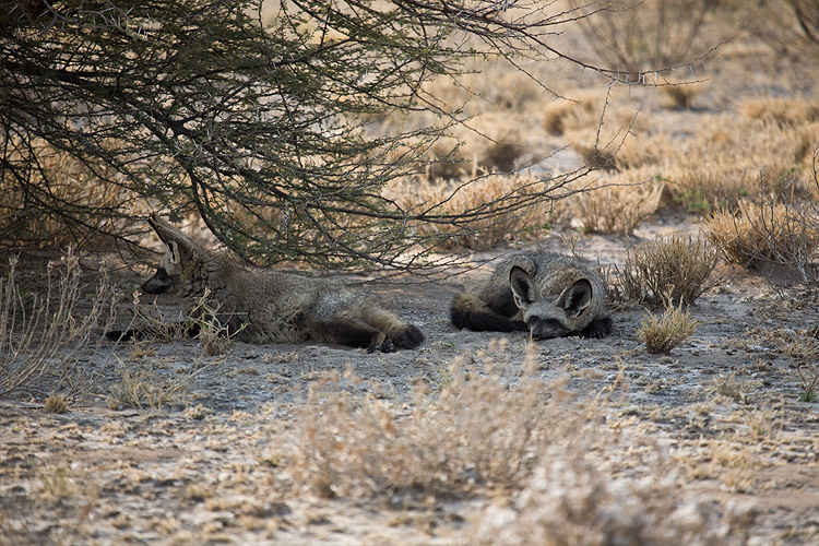 Bat-eared Fox