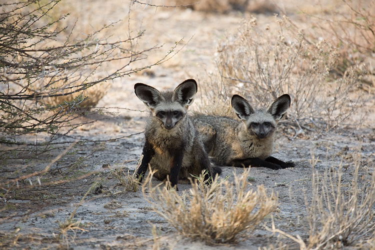 Bat-eared Fox