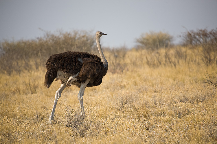 Ostrich