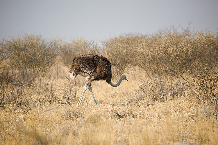 Ostrich